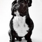 Valter Wistbacka - Fransk Bulldog