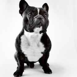 Valter Wistbacka - Fransk Bulldog