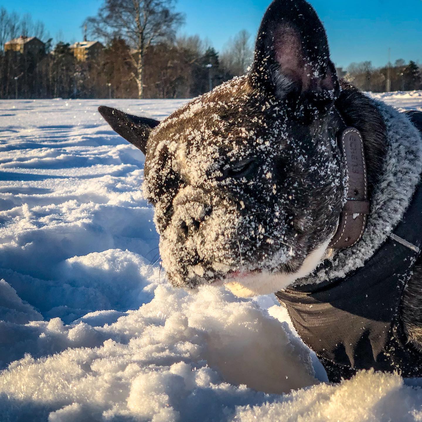 Snö och hund. @valterwistbacka