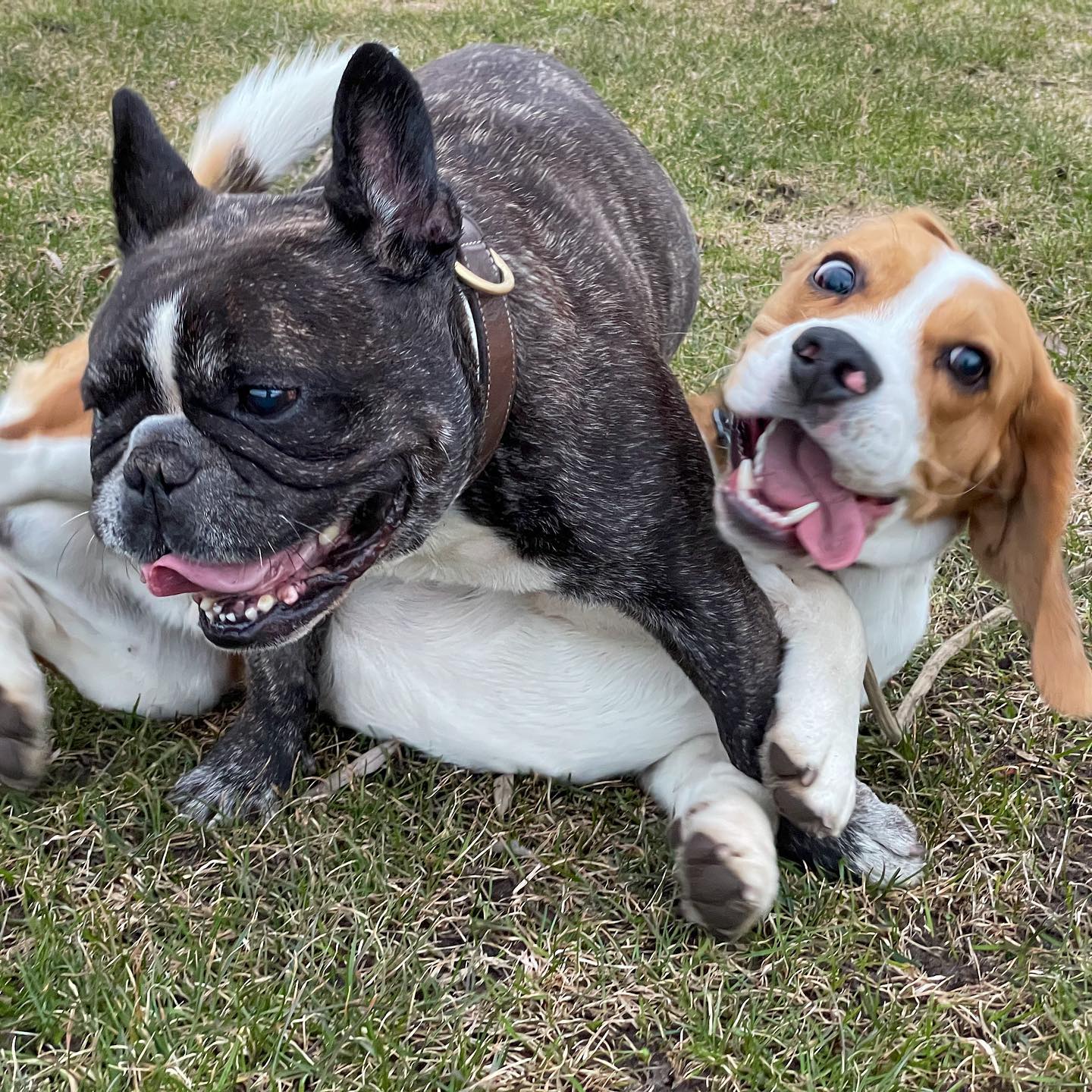 @valterwistbacka och Watson #beagle #frenchbulldog #dogstagram